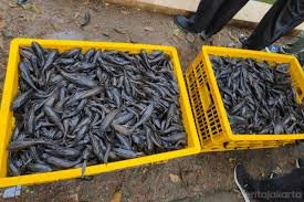 Evidence: BEYOND DIGGING & BURYING: BISAKAH INDONESIA MELAKUKAN "FORCE DELETE" PADA IKAN SAPU-SAPU TANPA EKSEKUSI FISIK MASIF?